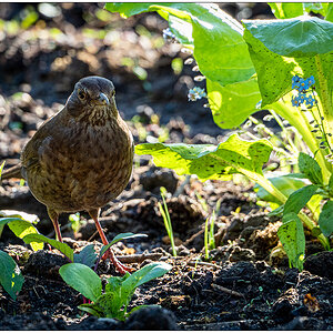 246 Amsel im Gemüsebeet