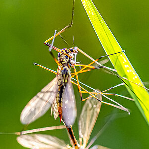 _HAR4915-3.jpg