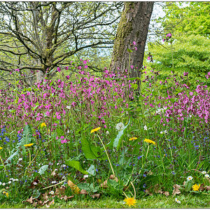 250 Kiel Nordfriedhof Wildwiese I