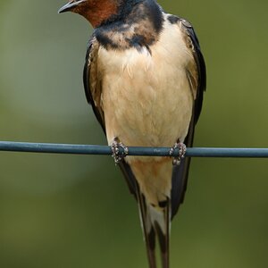Rauchschwalbe beobachtet die Umgebung II.jpg