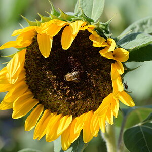 Sonnenblume_00001DSC_0207.jpg