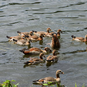 Nilgänse_00001DSC_0030.jpg