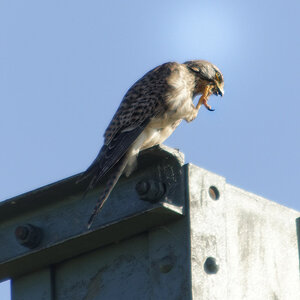 _DSC7662NF.jpg