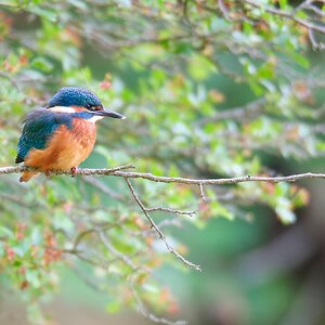 Eisvogel Ansitz.jpg
