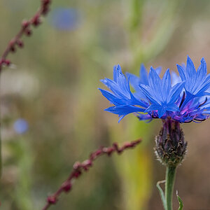 Ampfer und Kornblume.jpg