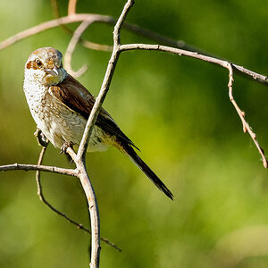 D50_6104_Neuntöter Jungvogel IA_5_2020.jpg