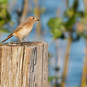 D50_6949_Gartenrotschwanz_Jungvogel_IA_6_2020.jpg