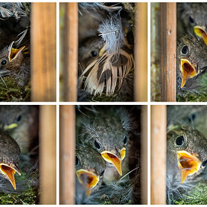276 Zaunkönige noch im Nest