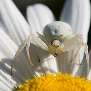 Krabbenspinne 4.jpg