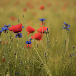 NF_DSC_4856.jpg