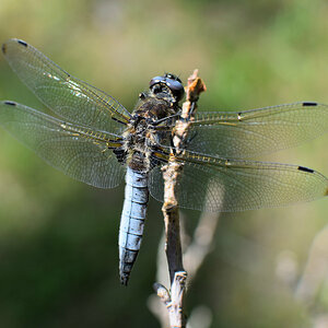 DSC_6056_00001.jpg