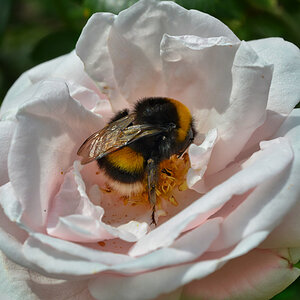 hummel_rose_1200.jpg