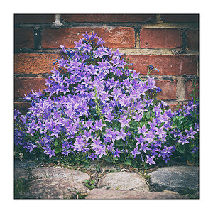 285 Streetblume
