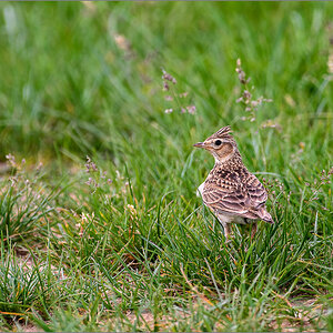 D50_4158-Bearbeitet.jpg