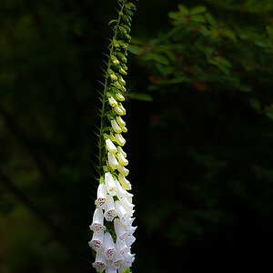 Weiße Digitalis-1.jpg