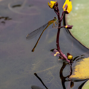 Libelle