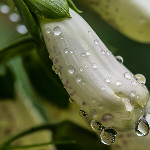 Regentropfen-1.jpg