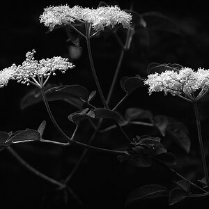 Holunderblüten BW.jpg