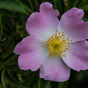 Hundsrose-1.jpg