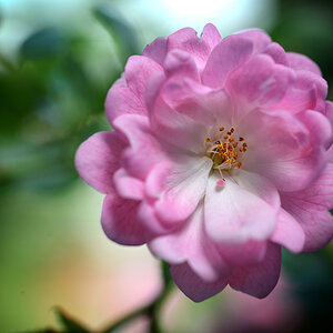 rose_mini_1200.jpg