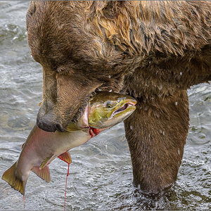 Alaska_2018-2833.jpg