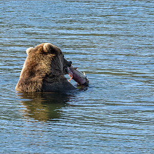 Alaska_2018-2351.jpg