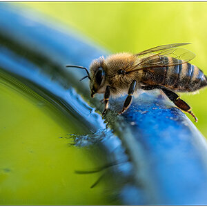 298 Biene an Wasserstelle