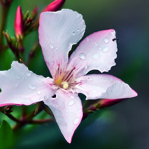 oleander_1200.jpg