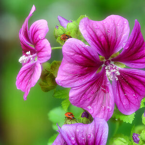 stock_rose_1200.jpg