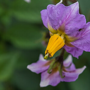 Viol. Kartoffelblüte-1.jpg