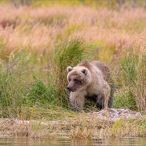 Alaska_2018-2499.jpg