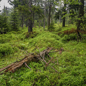 D81_3057_1.jpg