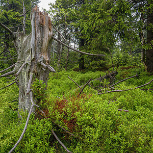 D81_3061.jpg