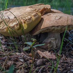 Steinpilz 200620-2 (1 von 1).JPG