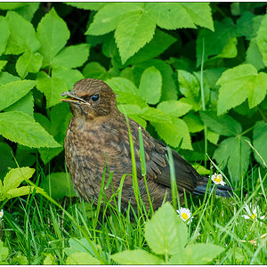 307 Junge Amsel