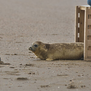 A Seal 20200617 Beestenbrigade-019.jpg