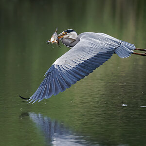 D50_5778Reiher mit aufgespiesstem Fisch IA_5_2020.jpg