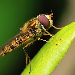 Schwebfliege