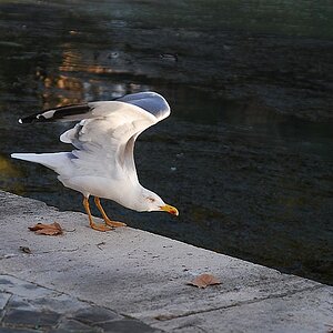 Larus Michahellis (Mittelmeermöve) am Tiber / Rom
