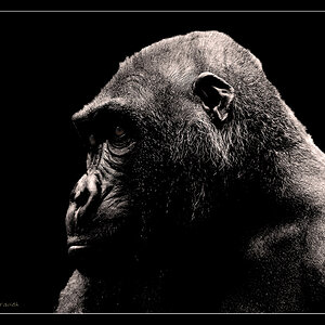 Affenblicke Gorilla