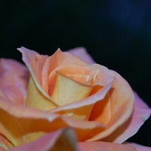 Meine erste Blume
