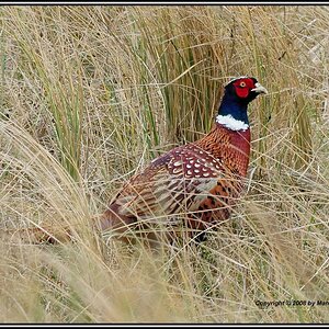 •Fasan auf Texel•
Nikon D300 mit Nikkor AF 4,0/300mm IF D ED plus 1,4 Converter.