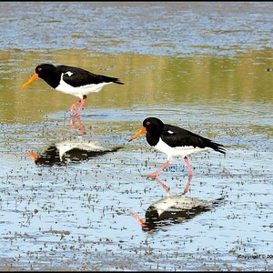 •Paarlauf•
Austernfischer (Haematopus ostralegus) auf Futtersuche, Insel Texel NL. Nikon D300 mit Nikkor AF 4,0/300mm IF D ED plus 1,4 Converter.
Mein