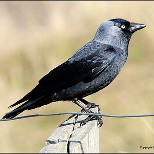•Dohle•
(Corvus monedula)
Aufnahme von der InselTexel NL mit Nikon D300 und Nikkor AF 4,0/300mm IF D ED.
Originalgröße, unbeschnitten u. unbearbeitet 