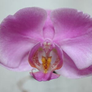 flowertest
