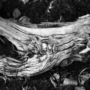 img055 Fossiles Holz im Großen Moor