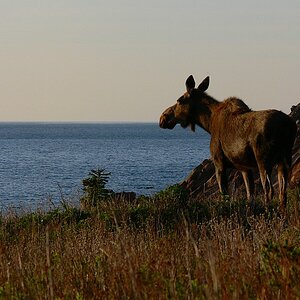 Sehnsucht
Elchkuh schaut auf den Atlantik (Nova Scotia)