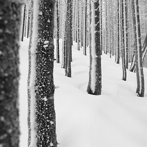 Winter 2
