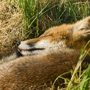 Schlafender Fuchs