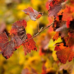 2008 10 29 Herbstiger Teletest D7C 4830